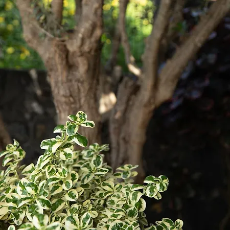 Vakantiehuis Eden Sky In